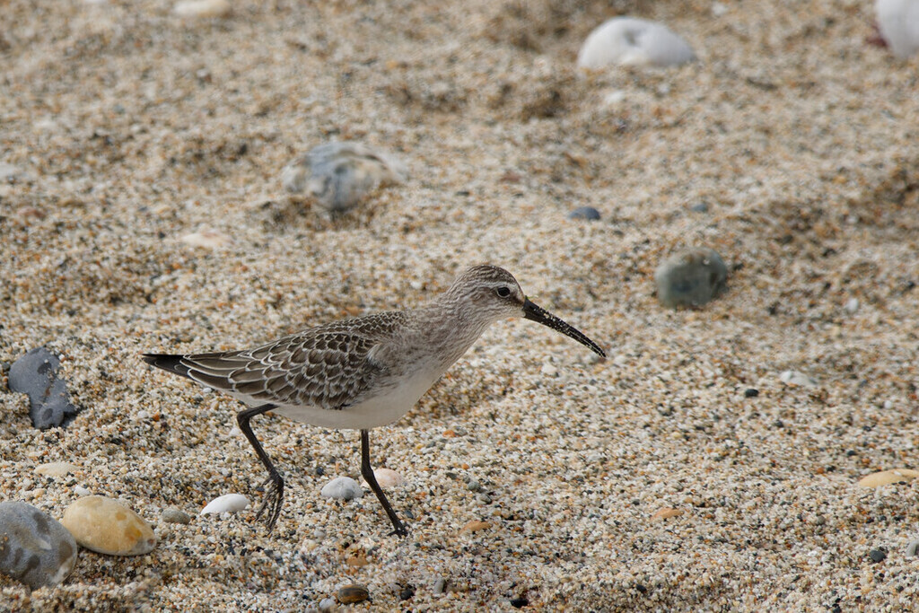 Curlew Sandpiper